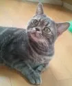 アメリカンショートヘア【千葉県・男の子・2014年9月13日・シルバータビー】の写真5「ブルータビーのきれいな模様が自慢のパパ！」