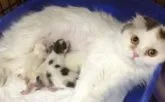 スコティッシュフォールド【千葉県・男の子・2013年2月13日・クリーム&ホワイト】の写真5