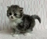 スコティッシュフォールド(立ち耳)【千葉県・男の子・2022年11月27日・シルバータビー&ホワイト】の写真5