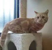 ミヌエット【千葉県・女の子・2018年10月3日・ブルーリンクスポイント】の写真5「マンチカンのパパです。」