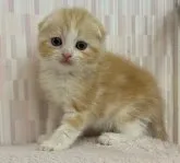 スコティッシュフォールド(折れ耳)【千葉県・女の子・2023年3月13日・レッドタビー&ホワイト】の写真5