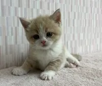 スコティッシュフォールド(立ち耳)【千葉県・男の子・2022年4月18日・クリームタビー&ホワイト】の写真5