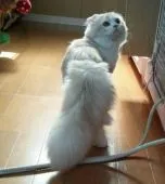 スコティッシュフォールド【千葉県・女の子・2015年3月26日・ブルーパッチドタビー】の写真5「ロングヘアが自慢のパパ、サブちゃんです。」