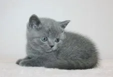 ブリティッシュショートヘア【千葉県・男の子・2020年1月31日・ブルー】の写真5