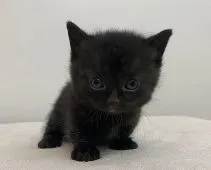 マンチカン(短足)【千葉県・男の子・2020年4月24日・ブラック】の写真5