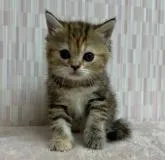 ミヌエット(長足)【千葉県・女の子・2022年5月21日・ブラウンパッチドタビー】の写真5