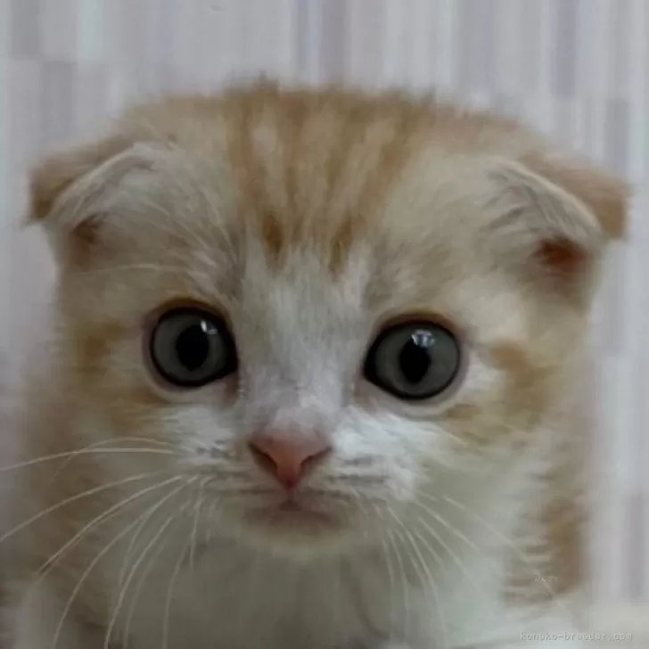 ID:2507-01956の子猫