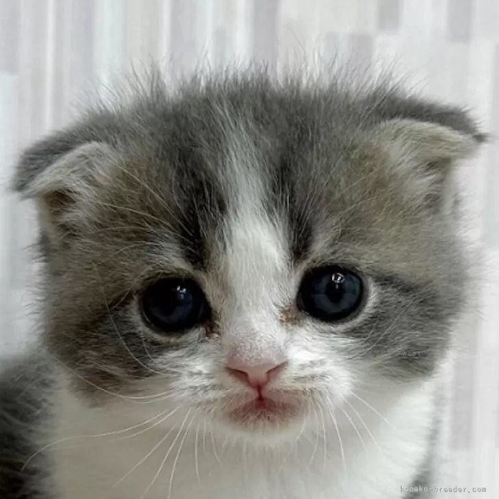 茶々丸 様のお迎えした子猫
