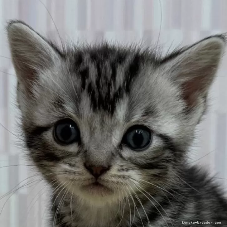 ID:2505-03335の子猫