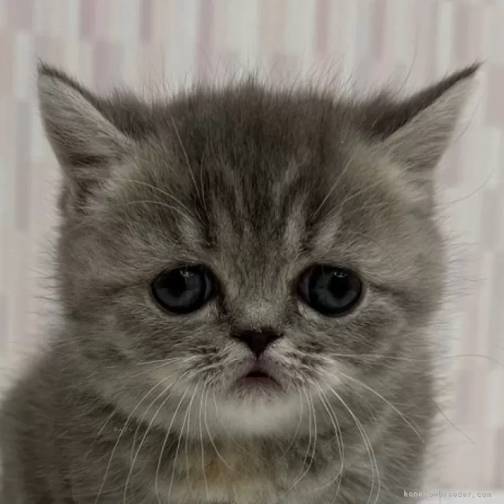 ID:2502-02207の子猫