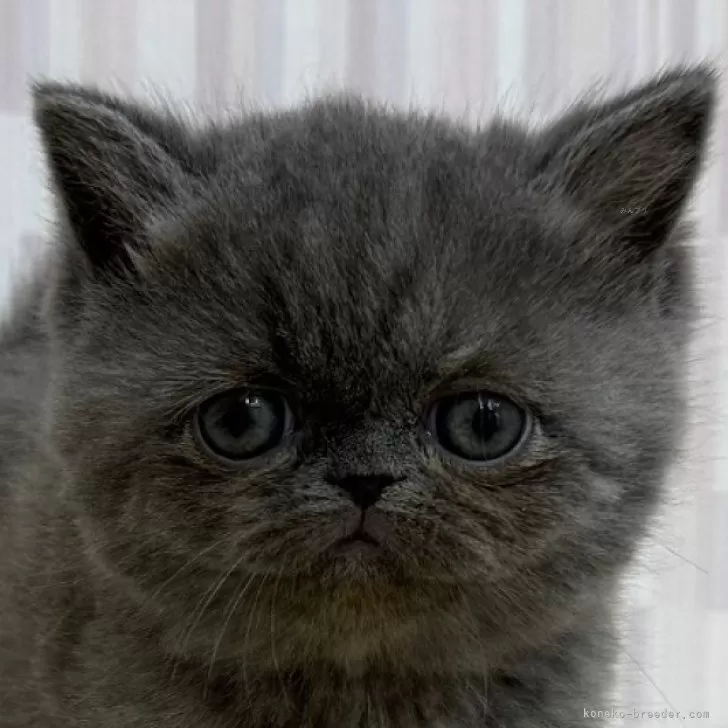 ID：2503-01523の子猫