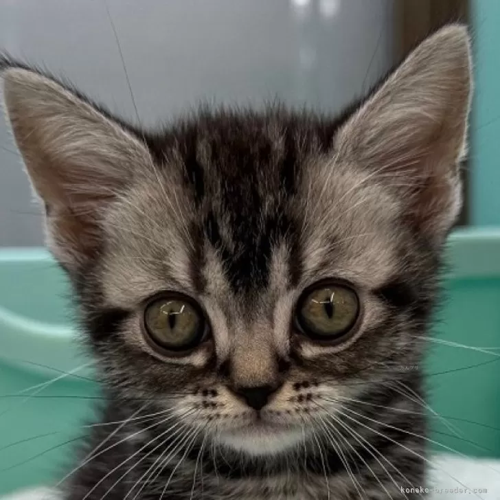 ID：2505-02307の子猫
