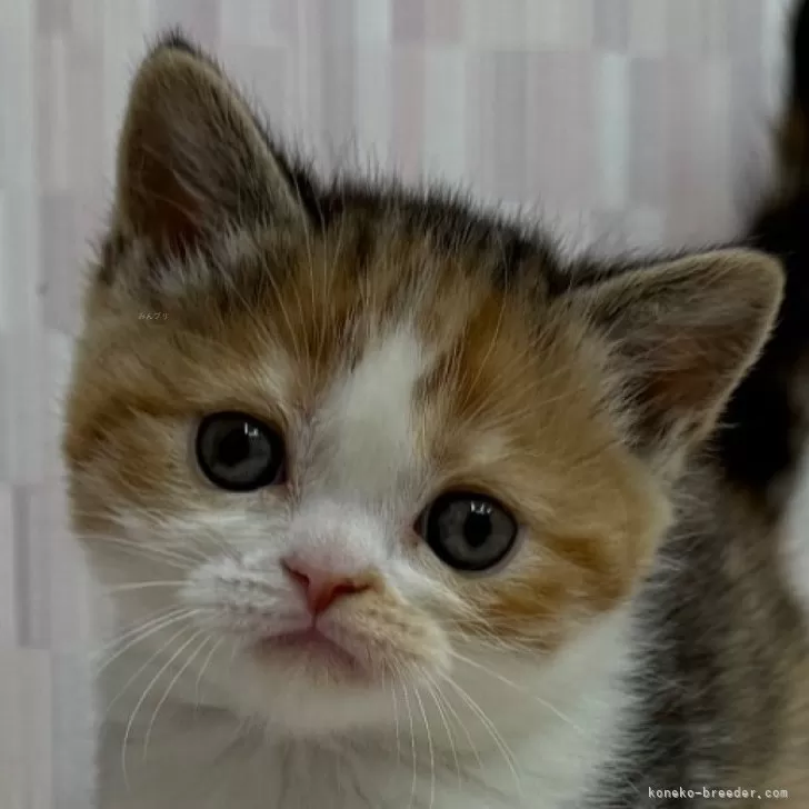 ID:2501-00788の子猫