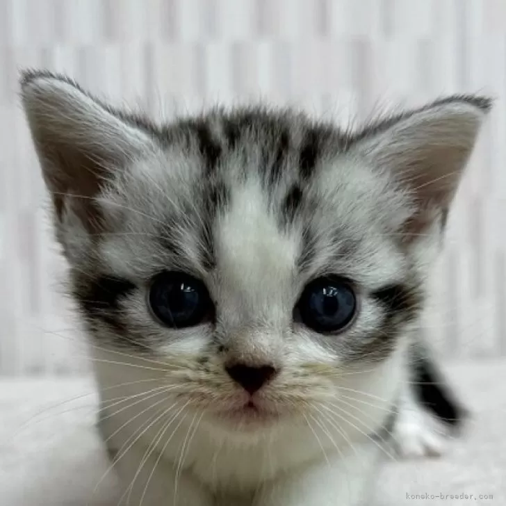 ID:2505-00603の子猫