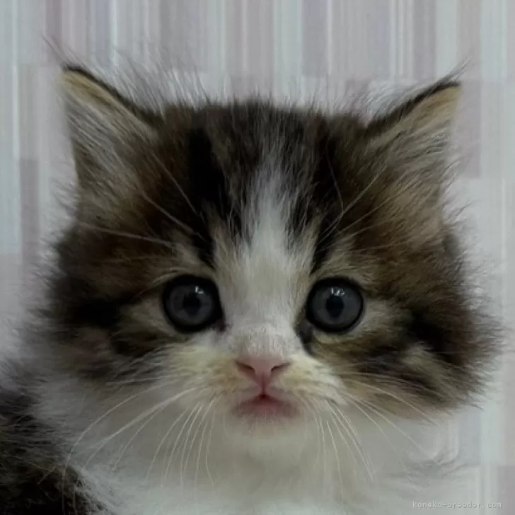 ID:2412-00885の子猫