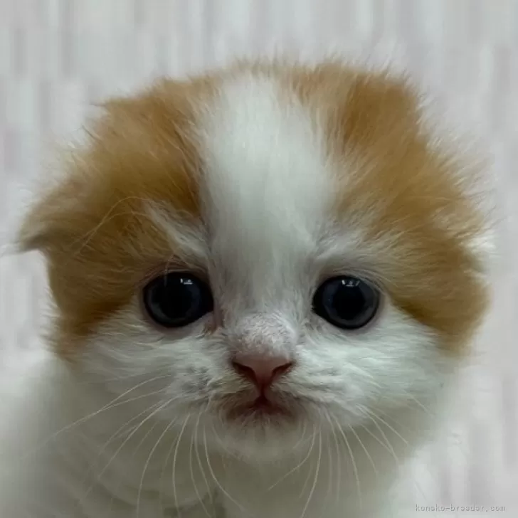 ID:2502-01219の子猫