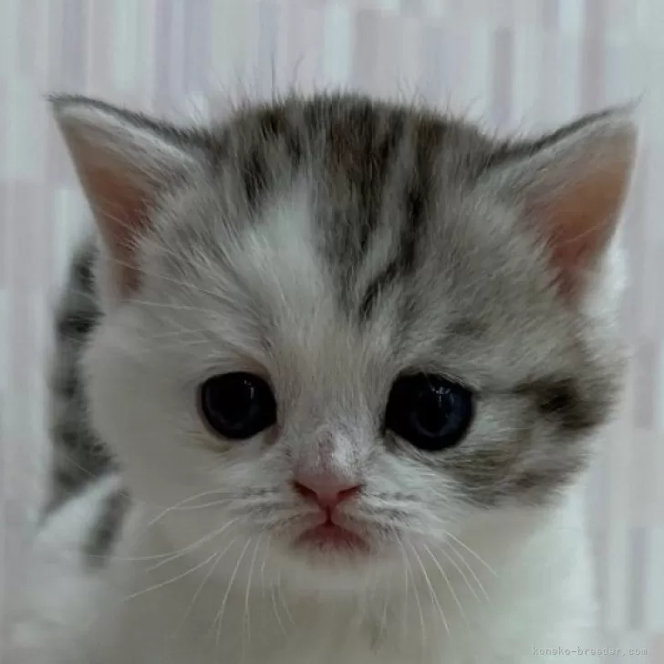 スコティッシュフォールド(立ち耳)【千葉県・女の子・2025年10月9日・シルバーパッチドタビー&amp;ホワイト】の写真1