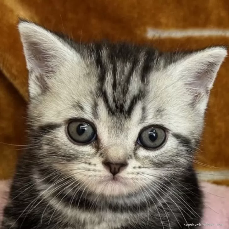 ID:2506-00931の子猫