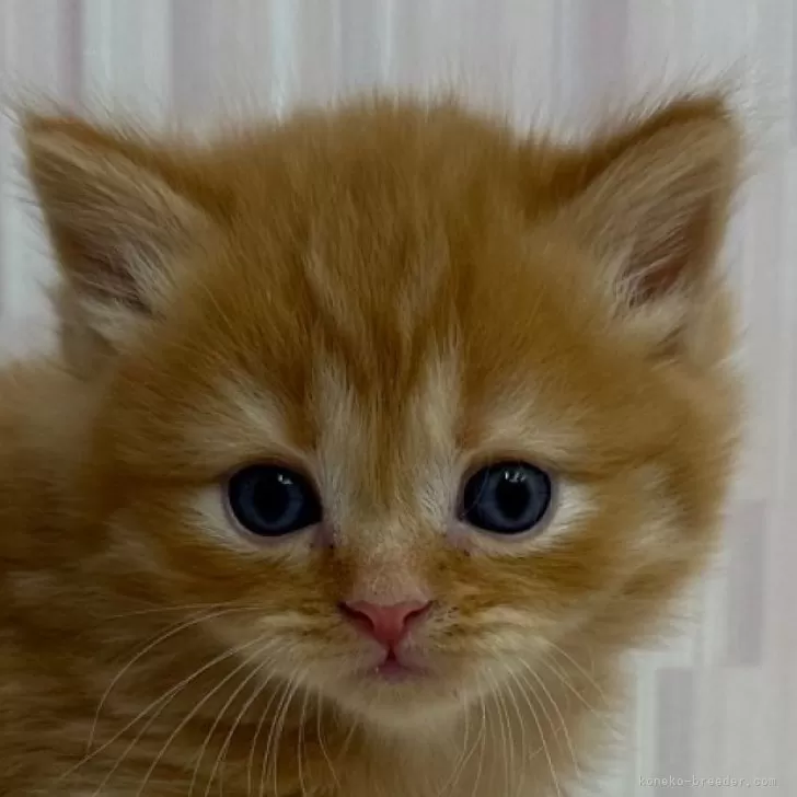 ID：2502-01015の子猫