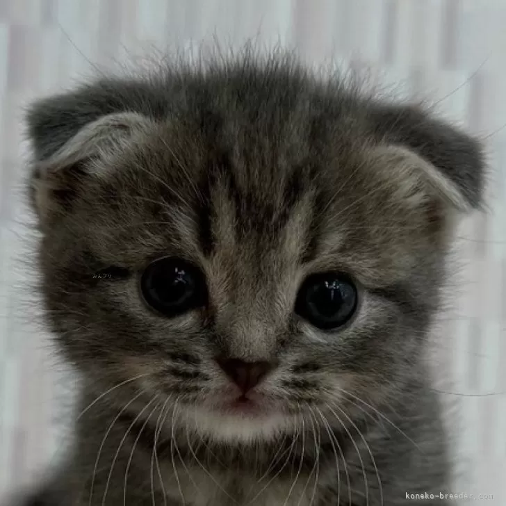 スコティッシュフォールド(立ち耳)【千葉県・女の子・2025年10月9日・ブルーパッチドタビー】の写真1