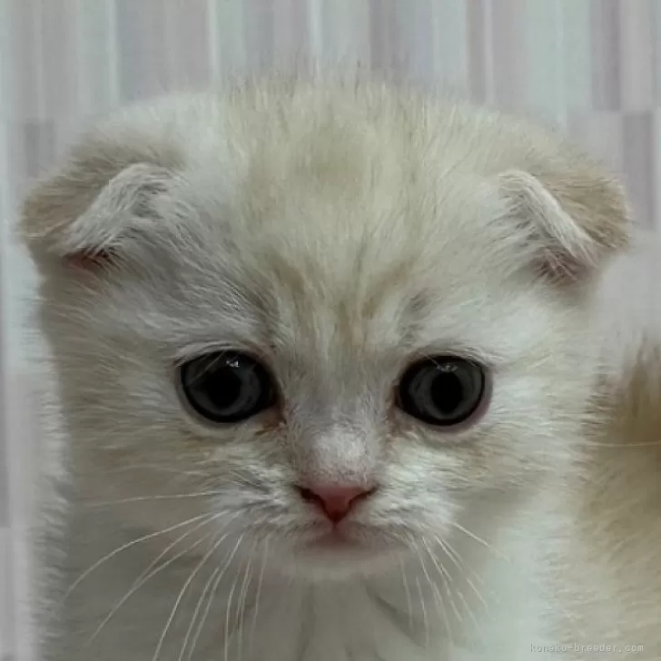 ID：2503-01611の子猫
