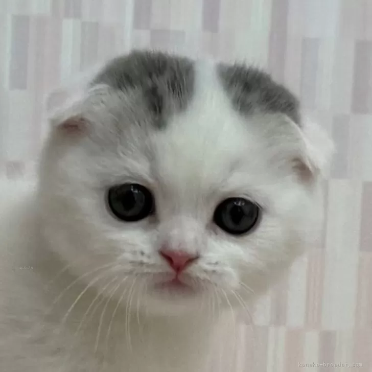 スコティッシュフォールド(折れ耳)【千葉県・男の子・2025年10月9日・シルバータビー&amp;ホワイト バン】の写真1