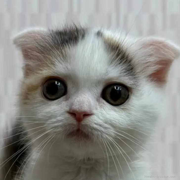 ID：2506-03010の子猫