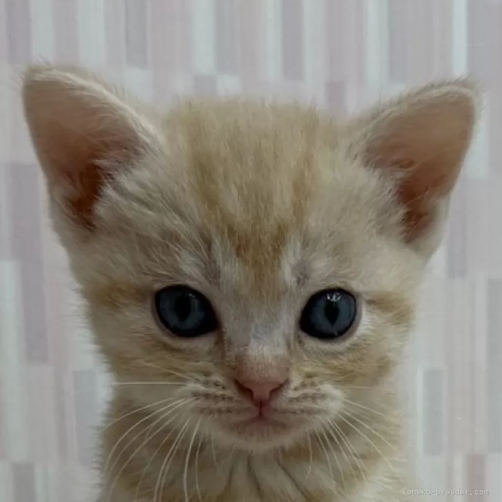 ID:2507-01291の子猫