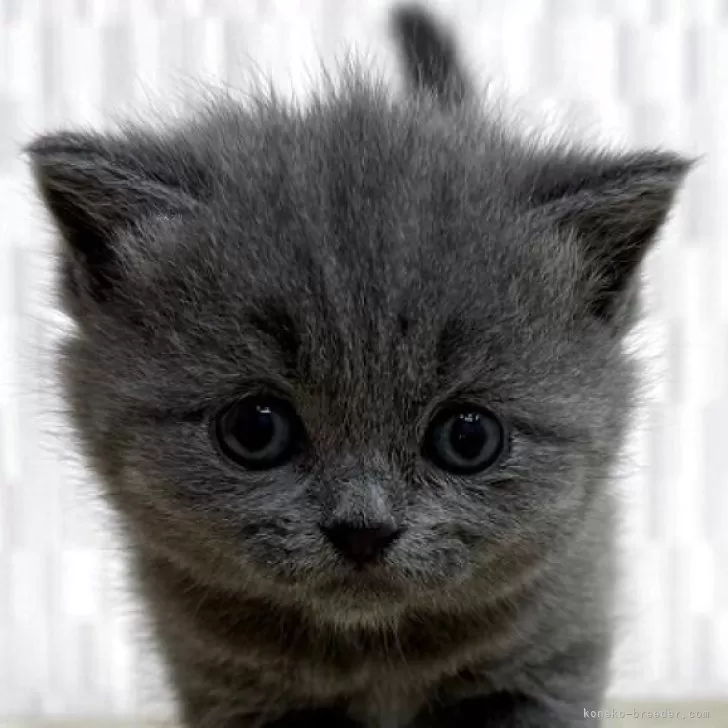 ID：2505-03070の子猫