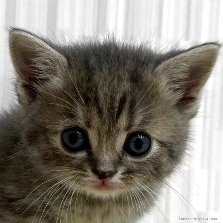 ID:2505-02220の子猫
