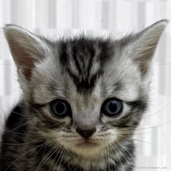 ID:2505-03341の子猫