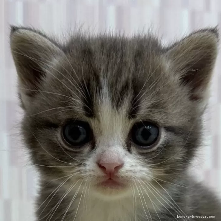 ID:2506-00275の子猫