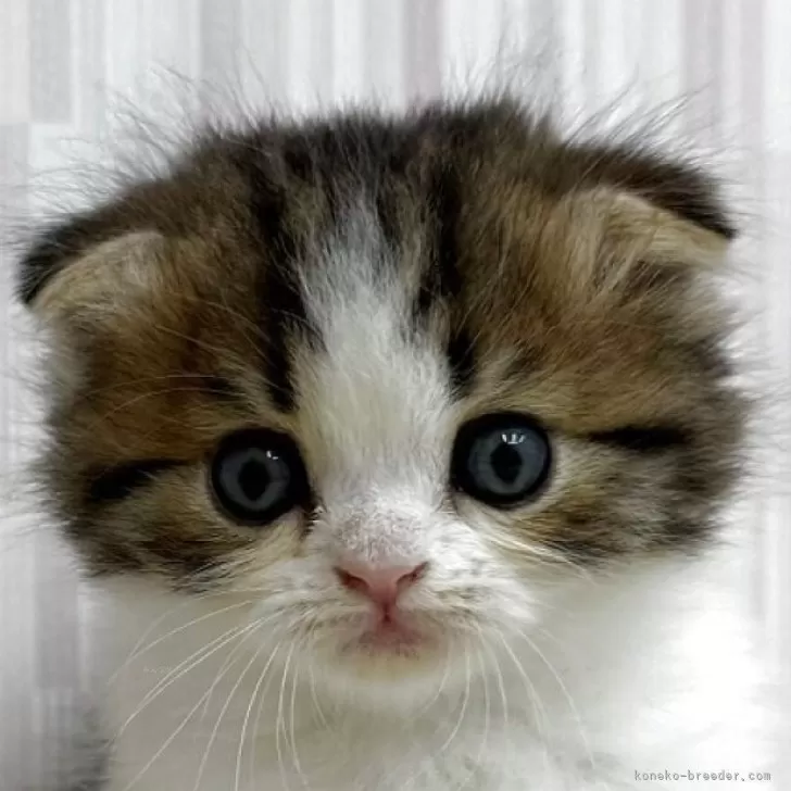 ID:2505-01452の子猫