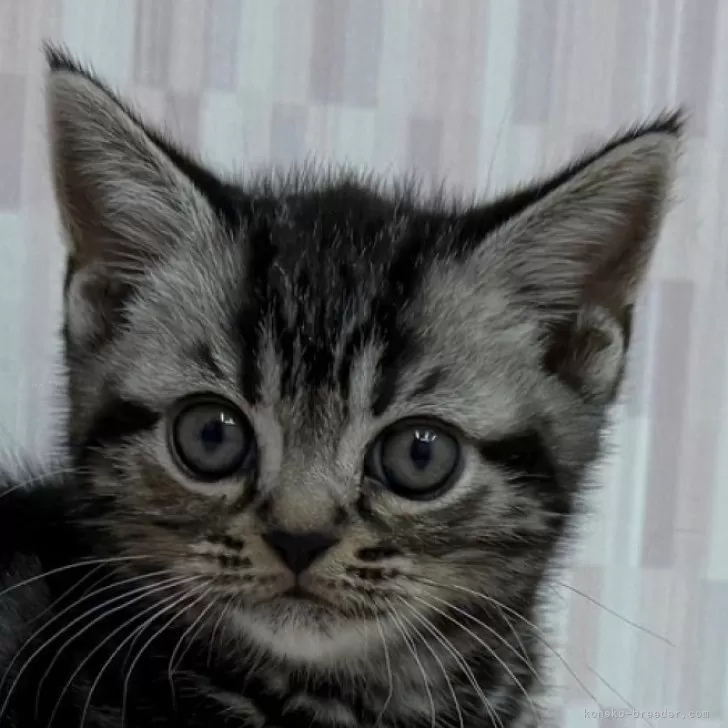 ID:2503-00858の子猫