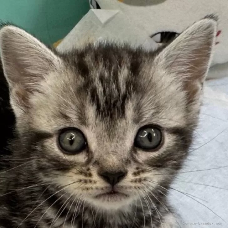 ID：2506-00268の子猫