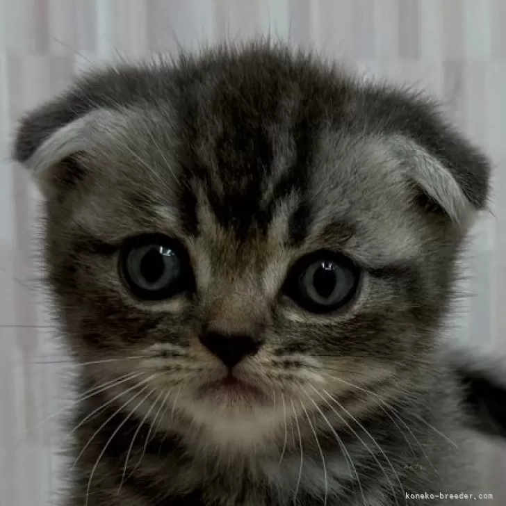 ID：2509-02109の子猫