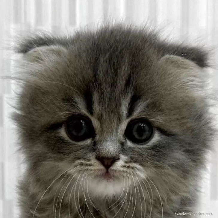ID:2504-00739の子猫