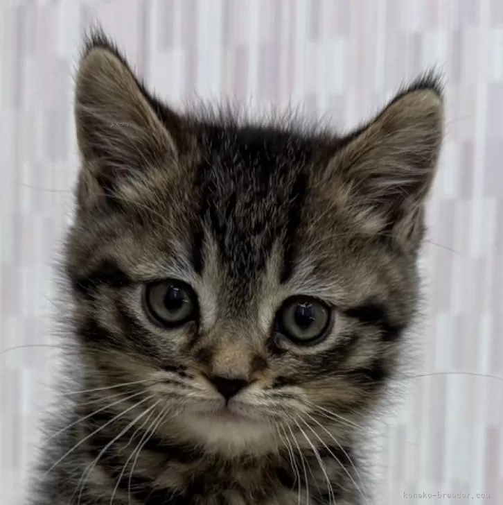 ID：2501-00983の子猫