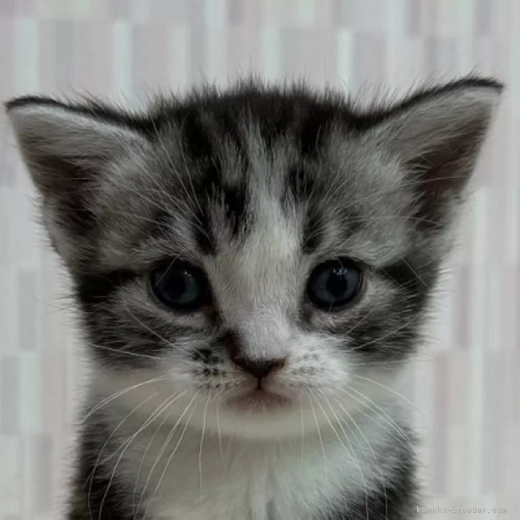 ID：2511-00951の子猫