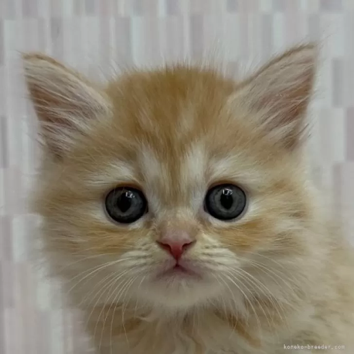 ID：2507-02323の子猫