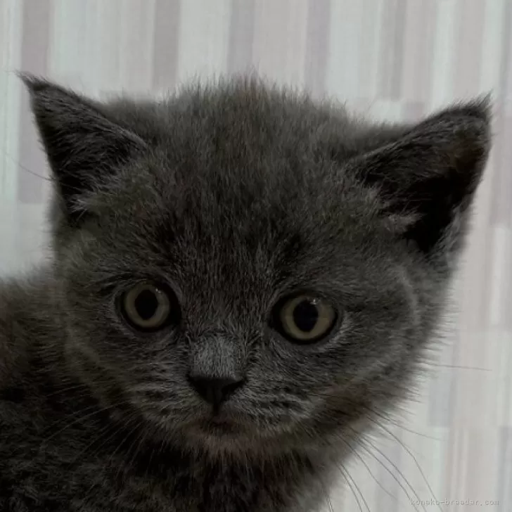 ID：2507-02329の子猫