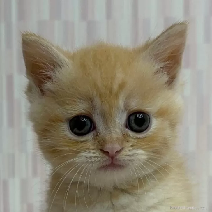 M.M 様のお迎えした子猫