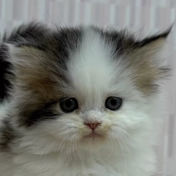ID:2503-02944の子猫
