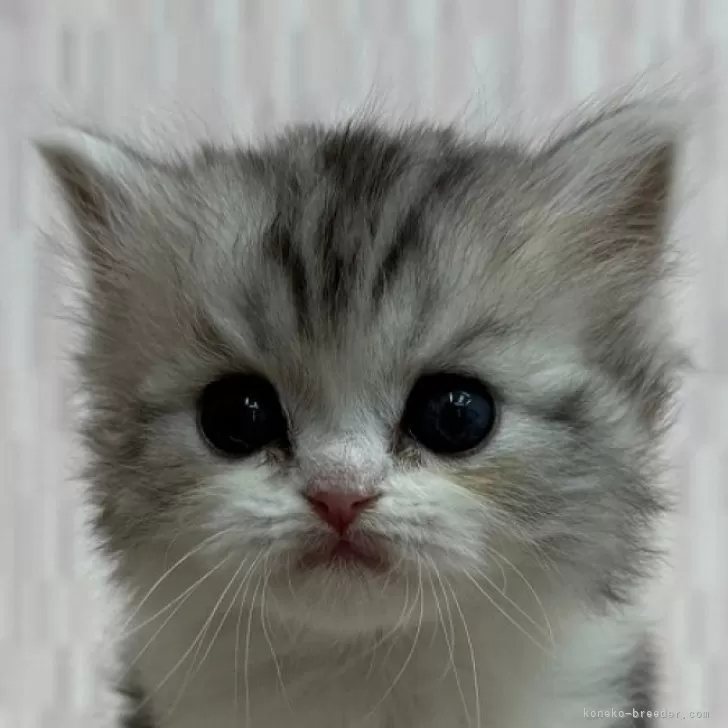 ID：2501-01081の子猫