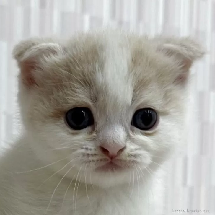 ID:2505-01454の子猫