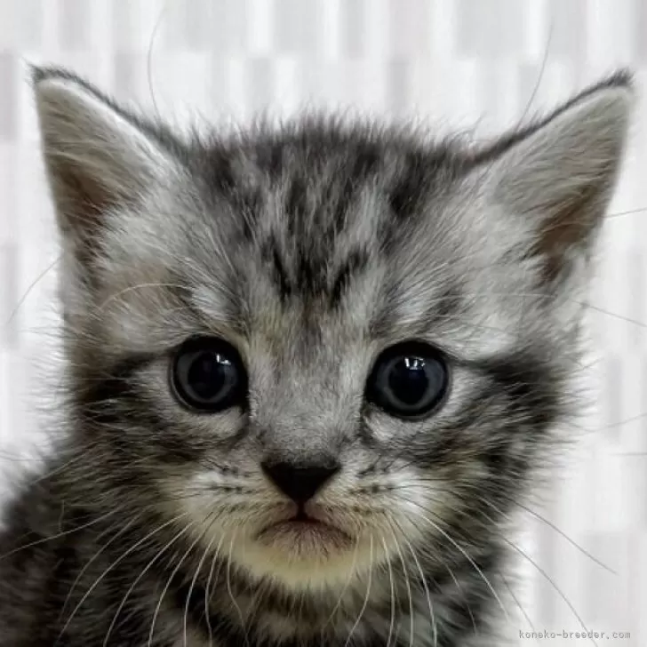 ID：2505-03334の子猫