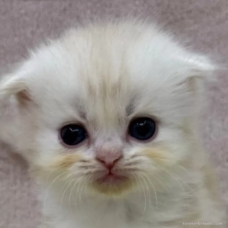 ID:2508-00891の子猫