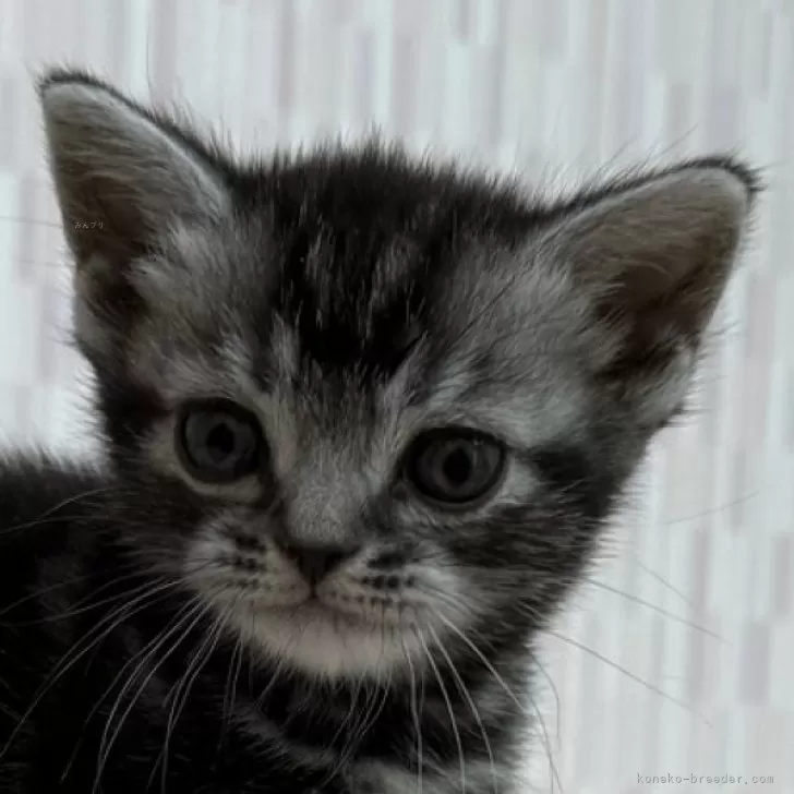 H.Y 様のお迎えした子猫