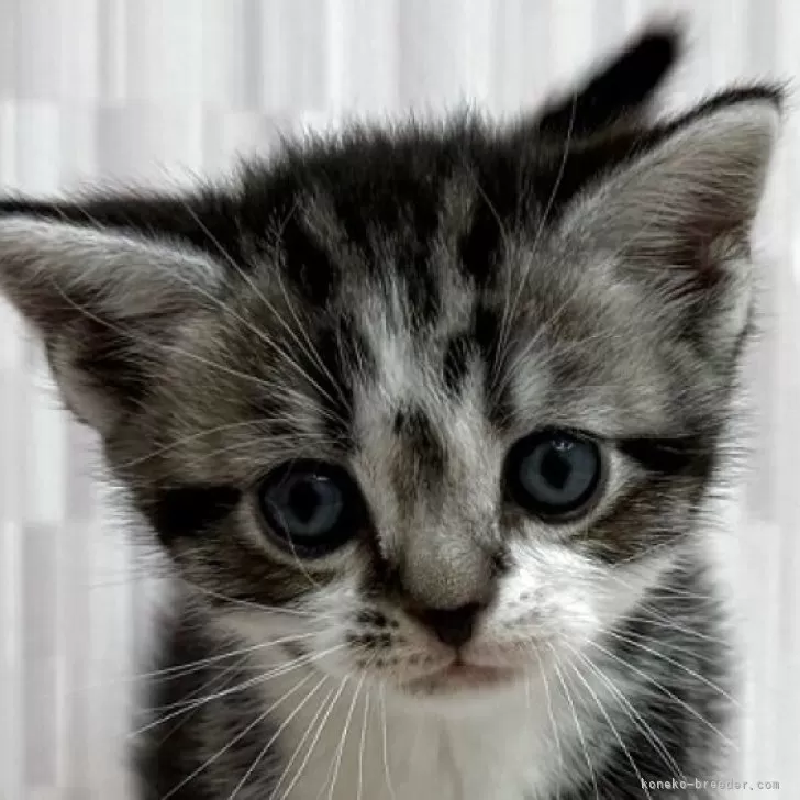 かりんとう 様のお迎えした子猫