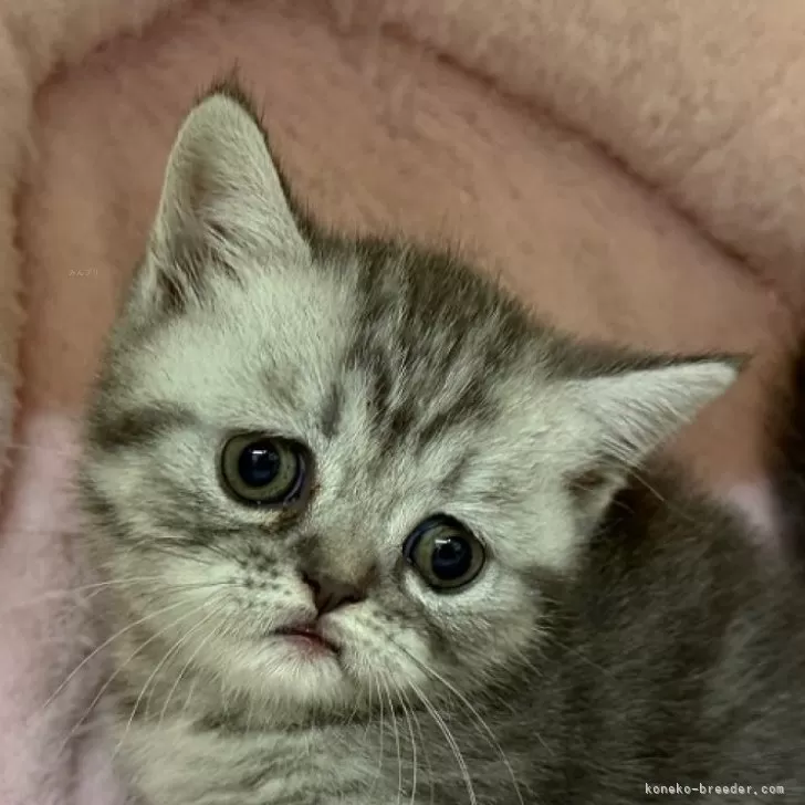 ID:2508-01282の子猫